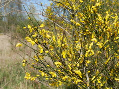 Cytisus scoparius