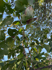 Markhamia zanzibarica