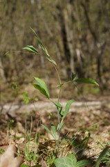 Lathyrus rotundifolius