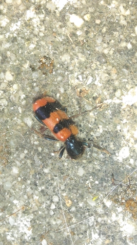 Bee-eating Beetle