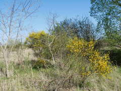 Cytisus scoparius