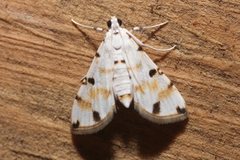 Pycnarmon