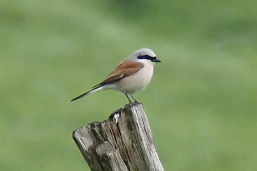 Red-backed Shrike