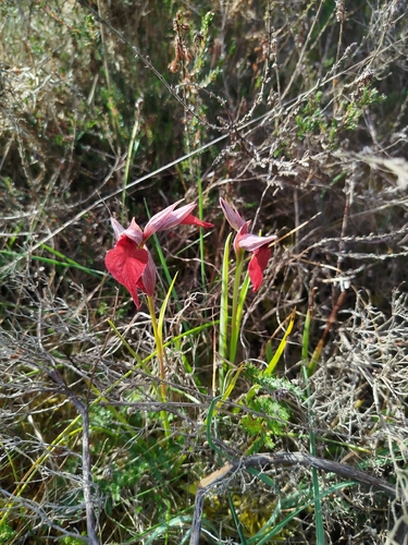 Serapias cordigera, photograph 2