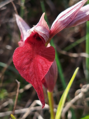 Serapias cordigera, photograph 3