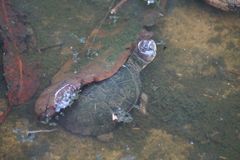 Pelusios rhodesianus