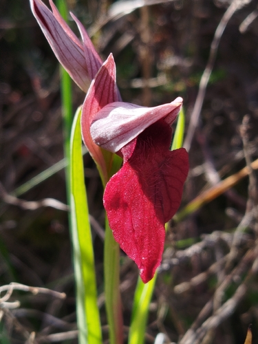 Serapias cordigera, photograph 4