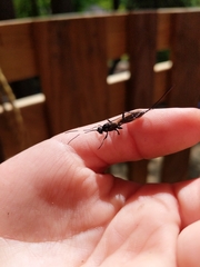 Echthrus niger