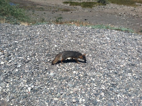 Urocyon littoralis