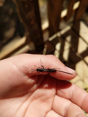 Echthrus niger
