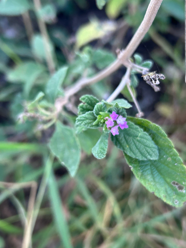 Lantana rugosa, photograph 5