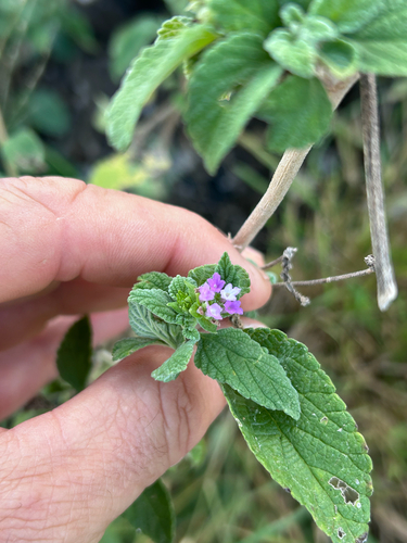 Lantana rugosa, photograph 4
