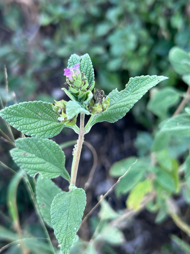Lantana rugosa, photograph 3
