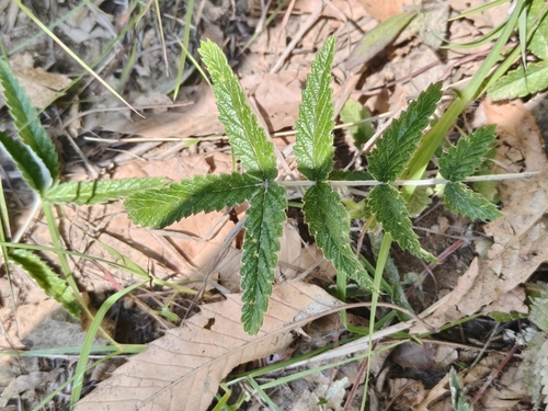 Potentilla discolor, 2026-06-04