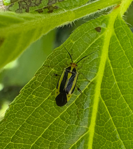 Four-lined Plant Bug