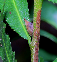 Enchenopa squamigera