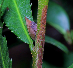 Enchenopa squamigera