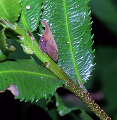 Enchenopa squamigera