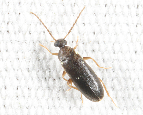 Canifa pallipes