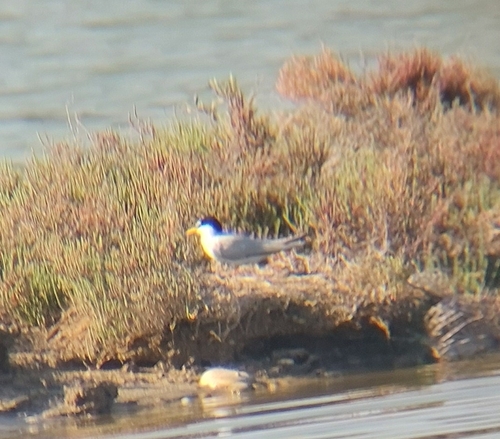 iNaturalist image