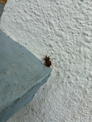 Dock Bug