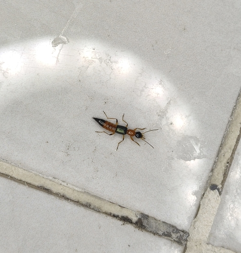 Paederus fuscipes