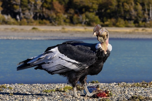 Andean Condor, photo 2 of 7