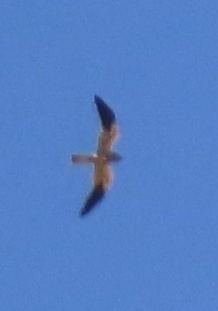 Montagu's Harrier