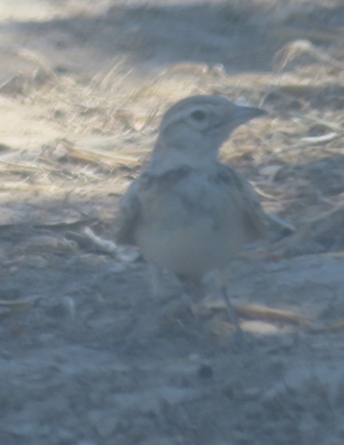 Greater Short-toed Lark