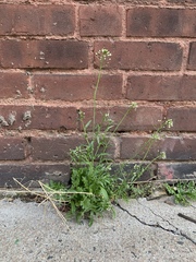 Capsella bursa-pastoris