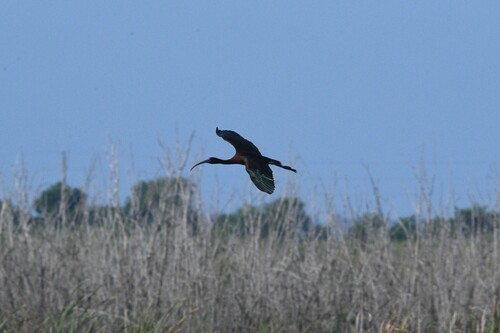 iNaturalist image