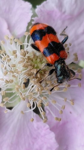 Bee-eating Beetle photo 3