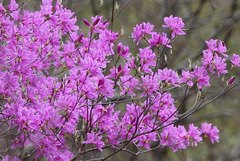Rhododendron dilatatum dilatatum