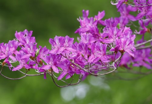 Rhododendron kiyosumense iNat (2)
