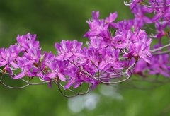 Rhododendron kiyosumense