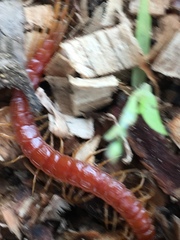 Scolopocryptops gracilis