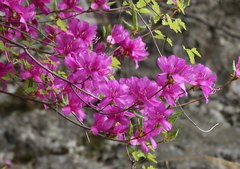 Rhododendron wadanum