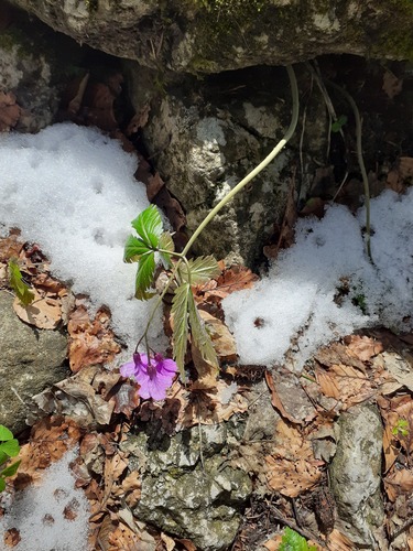 Cardamine glanduligera