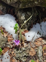 Cardamine glanduligera