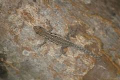 Lygodactylus gutturalis