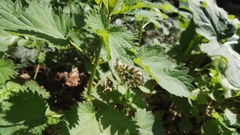 Anthocharis cardamines