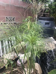 Cyperus papyrus