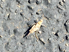 Cibolacris parviceps