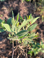 Pluchea dioscoridis