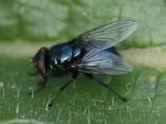 Protophormia terraenovae