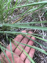 Eragrostis intermedia