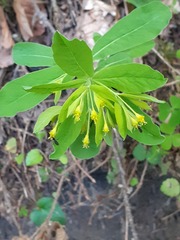 Euphorbia carniolica, photograph (c) Anne Heckmann, some rights reserved (CC BY)