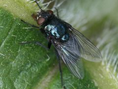 Protophormia terraenovae