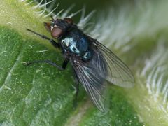 Protophormia terraenovae