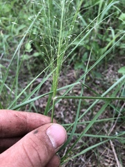 Eragrostis intermedia